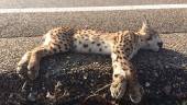 Un cachorro de lince atropellado en una imagen de archivo.