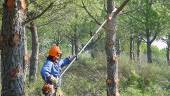 PREVENCIÓN. Un operario realiza trabajos selvícolas en un monte andaluz. 