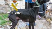 EN ÚBEDA. Uno de los galgos abandonados y que fueron rescatados por el Seprona de la Guardia Civil de Jaén.