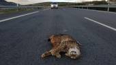 El lince, muerto sobre la calzada.