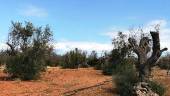 Asaja, “muy preocupada” por aparición de Xylella en olivos de Madrid. 