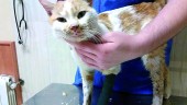 VIGILANCIA. Uno de los gatos afectados por envenenamiento en la ciudad.