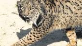 Motas. Uno de los dos ejemplares que alberga el Observatorio de Linces de Doñana.