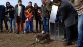 Ofelia y Olavide, dos nuevos linces liberados en Jaén. 