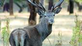 FAUNA SALVAJE. Un ciervo, en el monte jiennense.