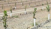 PLANTACIóN. Estacas de cultivos del pistacho, que se presenta como alternativa al olivar.