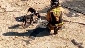 AYUDA. Un bombero da de beber a los perros en la balsa.