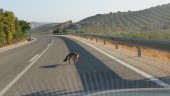 ATROPELLO. Zorro herido en la carretera de Arjonilla, en el tramo entre Pilar de Moya y Escañuela.