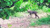 NATURALEZA. Litio, el ejemplar de lince ibérico al que se le sigue la pista en Barcelona para tratar de capturarlo.