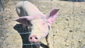 la más grande de españa. La “macrogranja” que se proyecta en la zona norte de la provincia de Granada podría acoger 50.000 cerdos. 