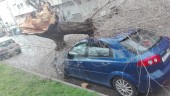 Un árbol cae sobre un vehículo, como consecuencia del viento. 