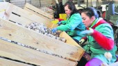 ALMACÉN. Dos trabajadoras de Ajos Gallardo seleccionan las cabezas en un cajón para limpiarlas y envasarlas para su venta por todo el mundo. 