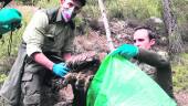suceso. Técnicos de Medio Ambiente hallan el ejemplar de quebrantahuesos muerto a disparos. 