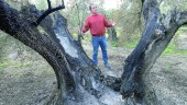 QUEMADO. El agricultor Juan Pedro Sánchez de la Casa muestra los daños provocados por el incendio intencionado de un olivo centenario.