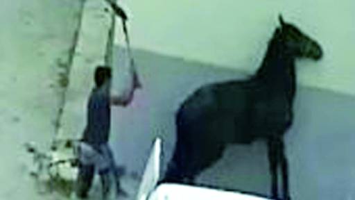 Piden cárcel a un herrador por agredir a los caballos