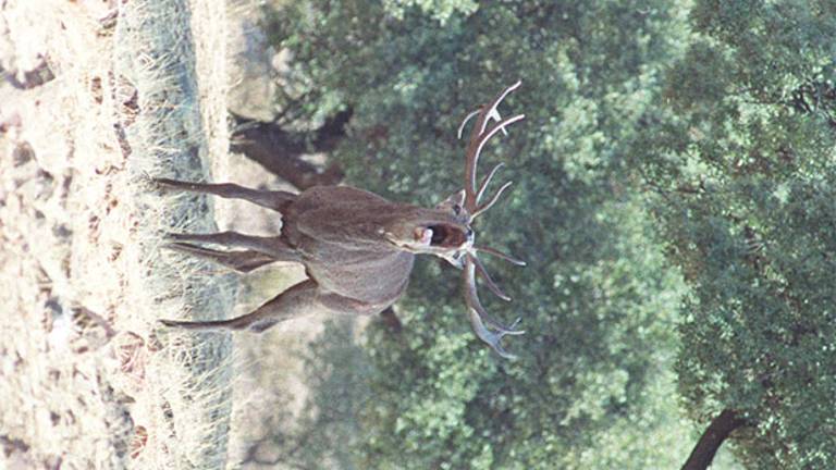 BERREA Un espectáculo que inunda las sierras en otoño