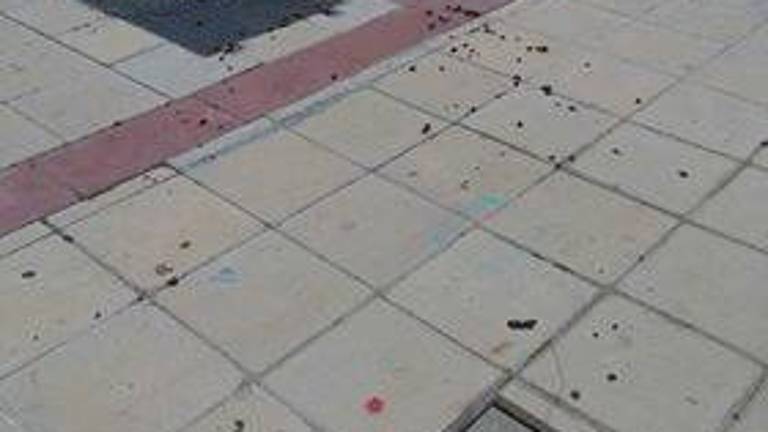 Quejas por la “invasión” de cacas en el Bulevar