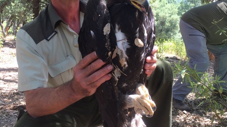 Trabajadores forestales rescatan a un águila