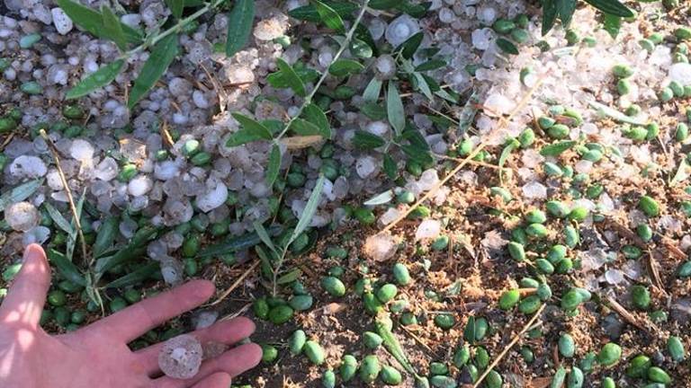 Destrozos por la granizada en la zona de Fuente Álamo