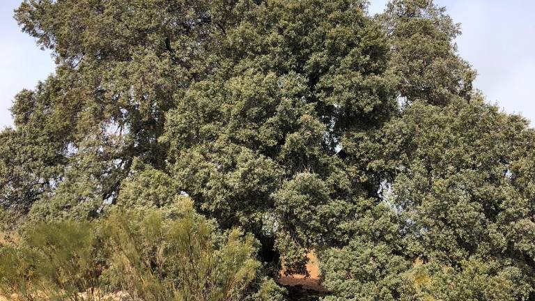 Un monumento natural vestigios de los antiguos bosques mediterráneos