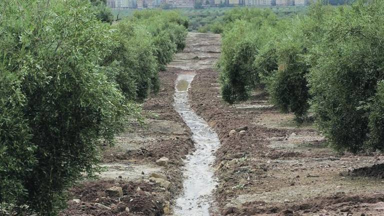 El cielo deja agua “bendita” en los olivares