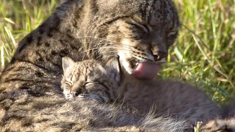 El celo del lince, el comienzo de una nueva vida