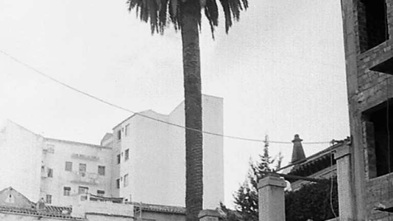 Muere la palmera más antigua de Jaén