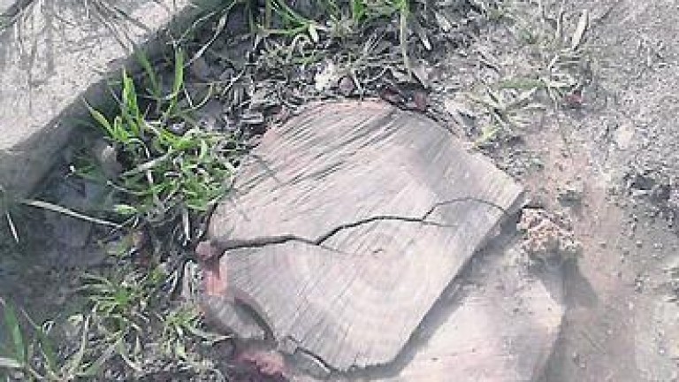 Revuelo en Lahiguera por la tala “injustificada” de árboles
