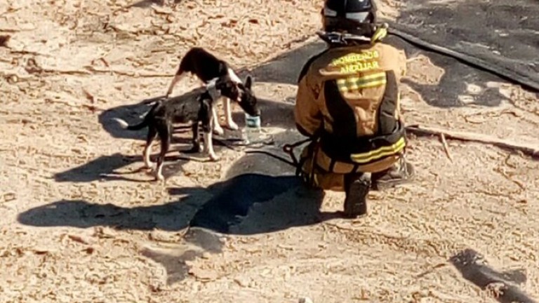 Los Bomberos de Andújar rescatan a una pareja de perros de una balsa