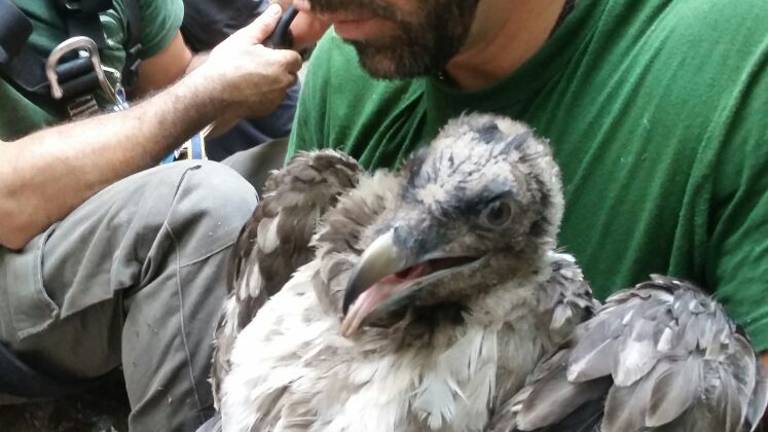 Medio Ambiente realiza el marcaje del segundo pollo de quebrantahuesos nacido en libertad