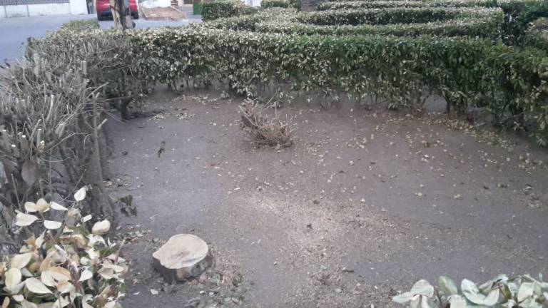 Defensores de plantas acusan la tala de un limonero antiguo