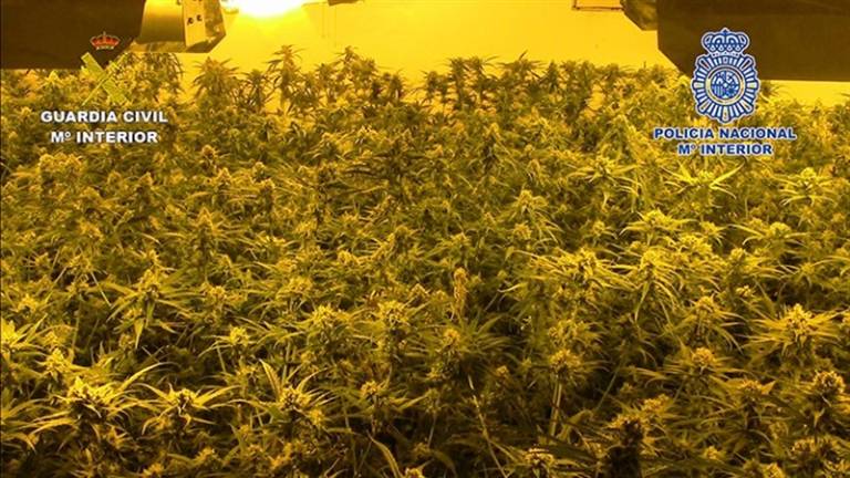 Incautadas más de 13.700 plantas de marihuana.