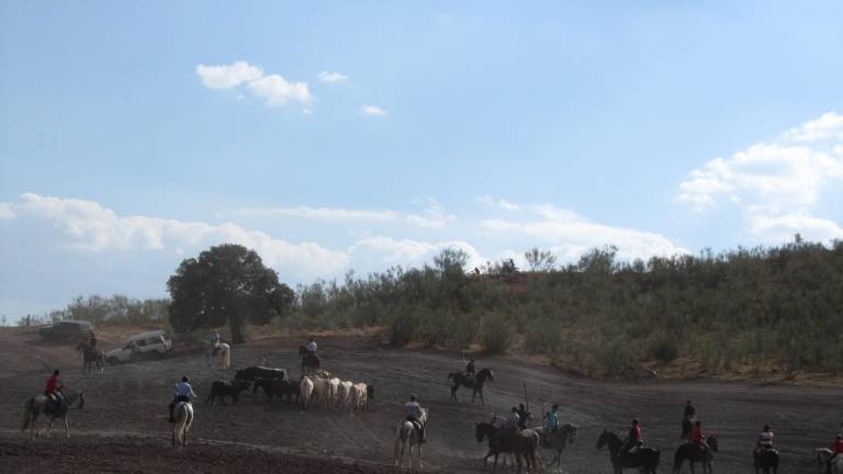 Toros muy ‘traviesos’ en el campo