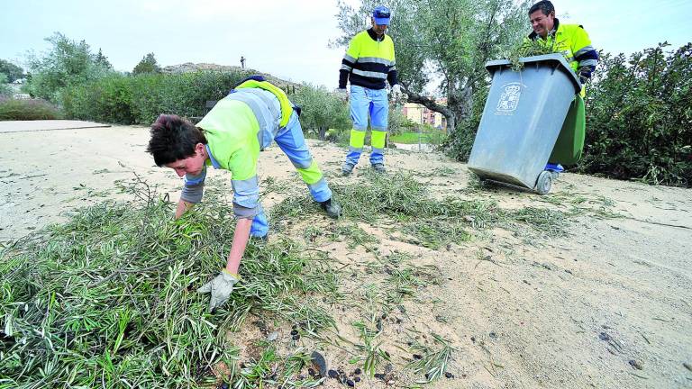 Jaén ya tiene 51.633,45 toneladas del nuevo aceite en las almazaras