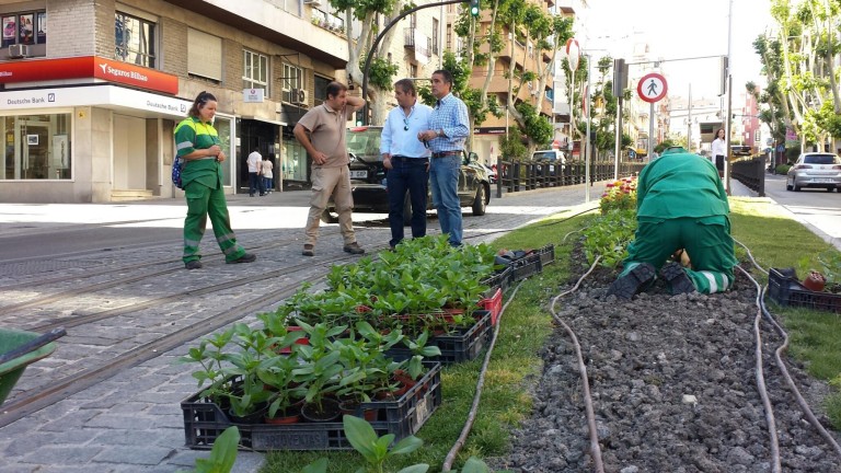 El Ayuntamiento “llenará de color” la capital con la plantación de 3.000 zinnias