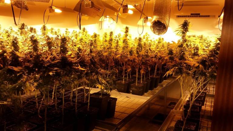 Dos detenidos por cultivar grandes cantidades de marihuana en un chalet de Puente Tablas