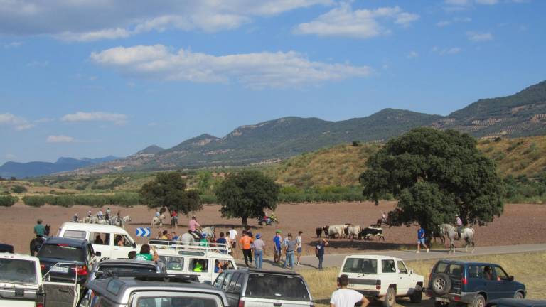 Toros muy ‘traviesos’ en el campo