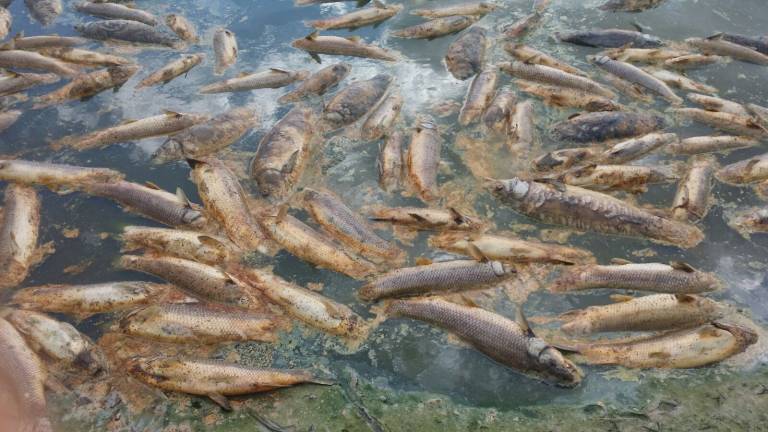 ¿Días contados para la pesca deportiva y recreativa?