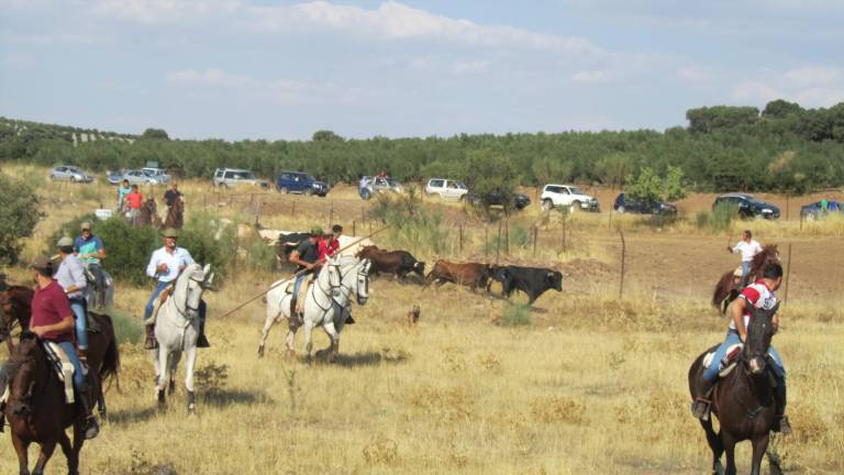 Toros muy ‘traviesos’ en el campo