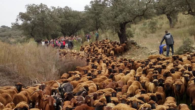 Una fiesta por la trashumancia