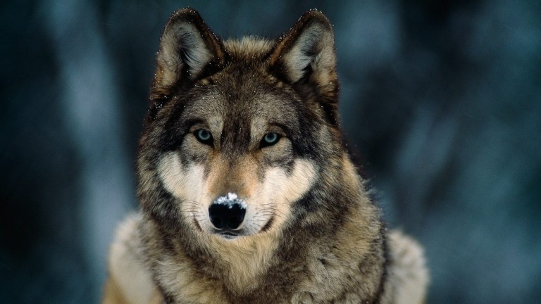 La Carolina formará parte de un proyecto para proteger al lobo