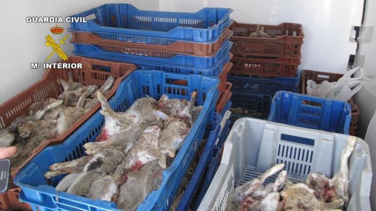 Pillado con más de 270 conejos “no aptos para el consumo humano”