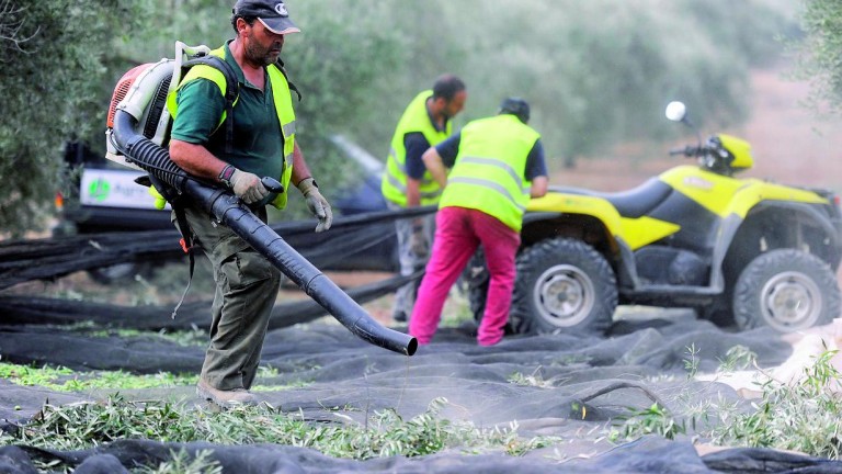 España reduce el aforo y eleva los precios del aceite de oliva