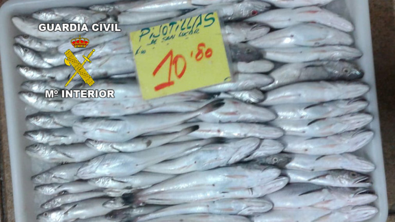 La Guardia Civil interviene 100 kilos de pescado inmaduro