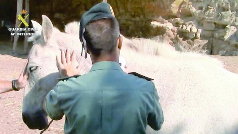 Catorce procesados por matar caballos para cobrar el seguro