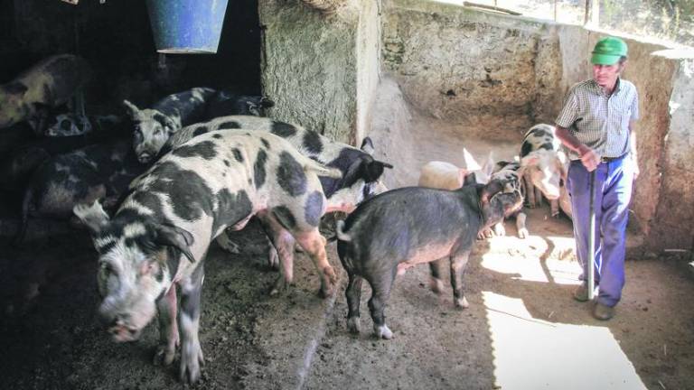 El “Gorila” de Periche