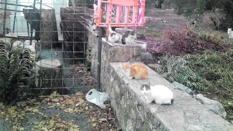 Gatos cerca del cementerio