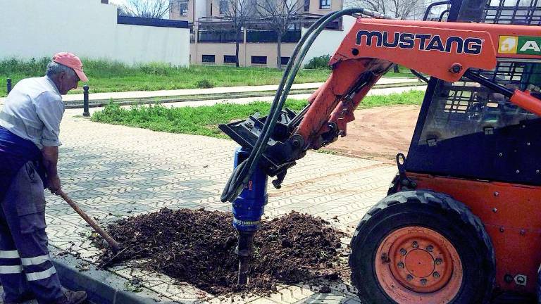 Reposición de arbolado en alcorques de varias calles