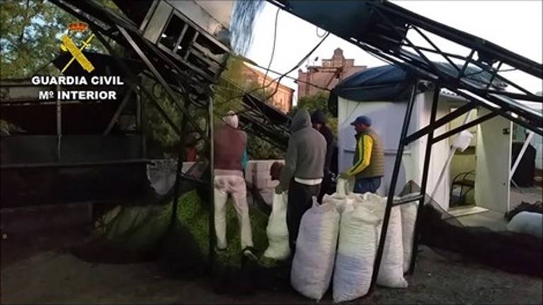 Detenidas 22 personas en un robo histórico de aceituna