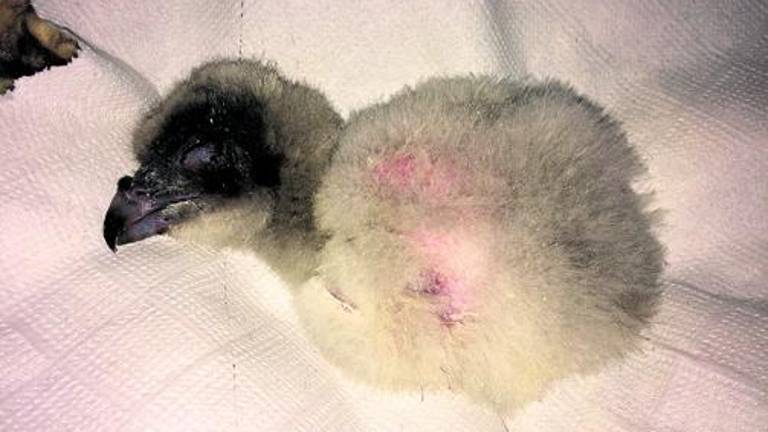 El Centro de Cría de Cazorla lidera los datos a nivel europeo